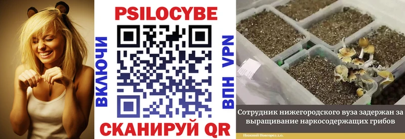 Купить  Буйнакск  Псилоцибиновые грибы прущие грибы 